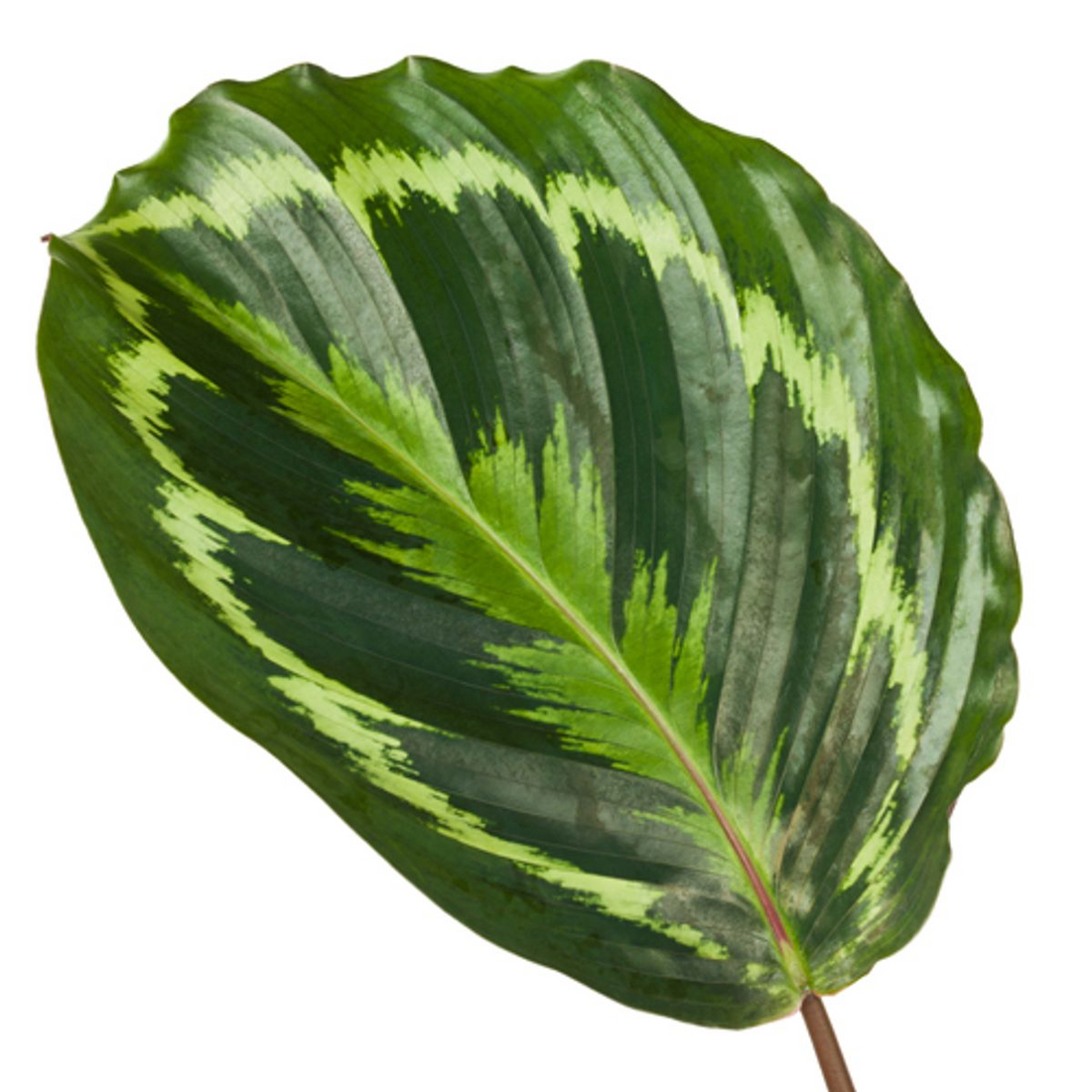 Calathea ‘Medallion’ 80 cm | Korbmarante im Ø24 cm Topf – Immergrün &amp; Haustierfreundlich