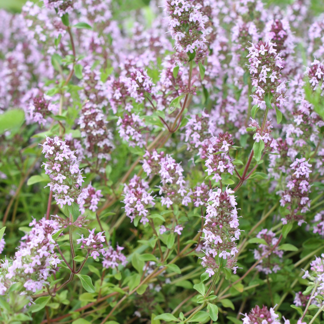 Sechs Thymus vulgaris Pflanzen im Topf, ca. 10-25 cm hoch, mit kleinen grünen Blättern, von Everspring.