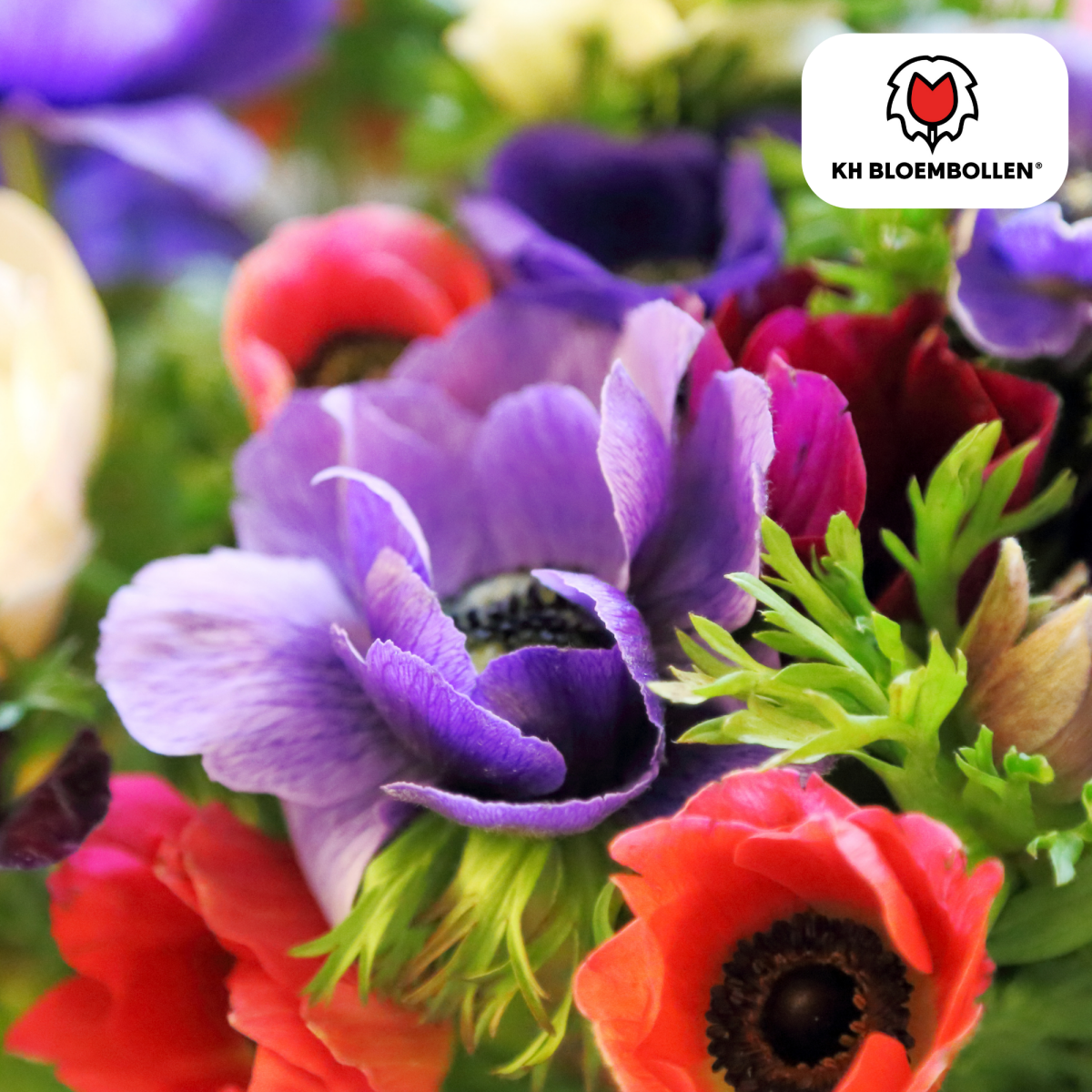 Anemonen einzeln – 30 Stück | Farbenfrohe Frühlingsblüher - Wurzelwerk Design
