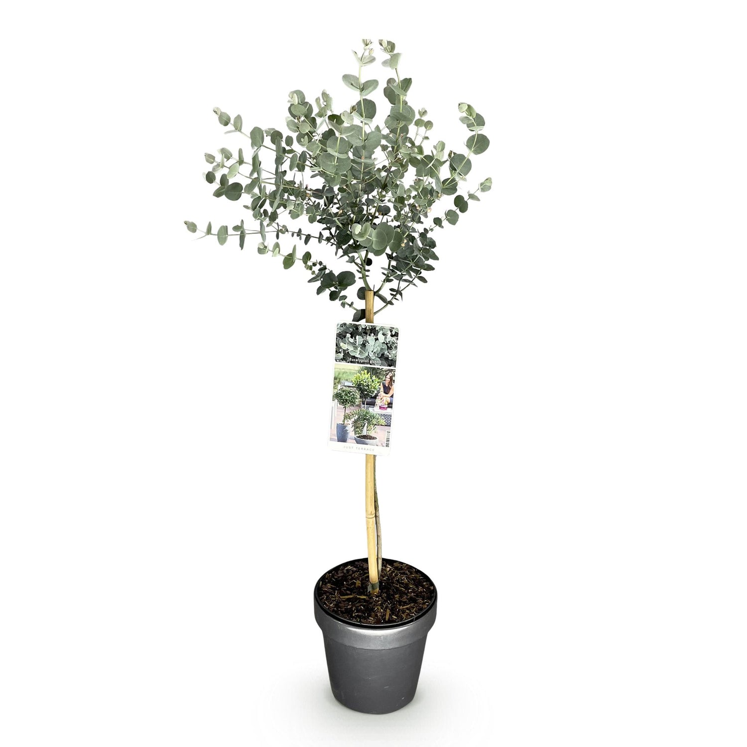Eukalyptus Azura Stämmchen – Eucalyptus gunnii online kaufen | Silberlaub, Duftend &amp; Winterhart – Wurzelwerk Design