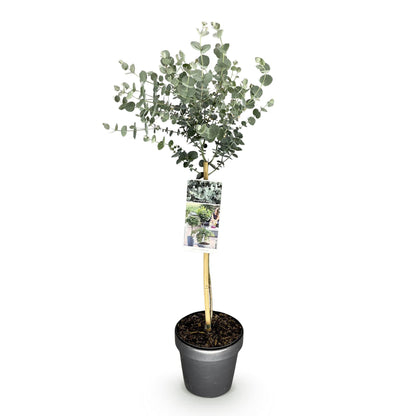 Eukalyptus Azura Stämmchen – Eucalyptus gunnii online kaufen | Silberlaub, Duftend &amp; Winterhart – Wurzelwerk Design