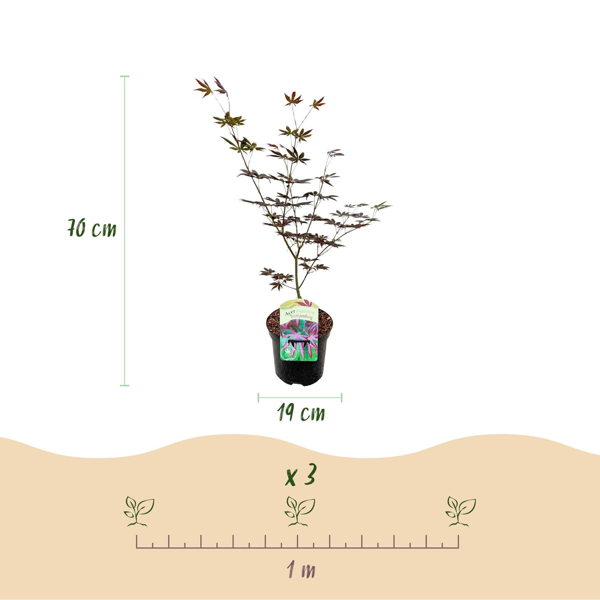 Japanischer Ahorn Acer palmatum Trompenburg, dunkel lila Blätter, Topf 19cm, laubabwerfend, Pflanze, Höhe ca. 70cm