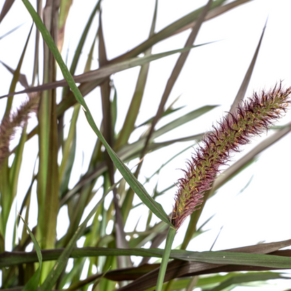 Lampenputzergras Pennisetum x advena &