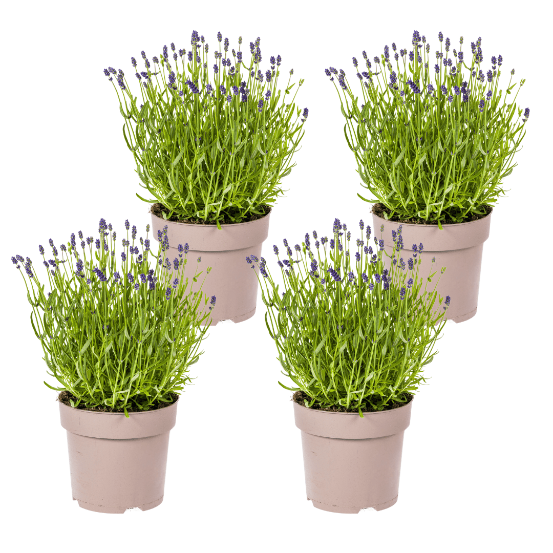 Lavandula angustifolia (4er - Set) – Echter Lavendel Ø19 cm | Duft &amp; Bienenliebe - Wurzelwerk Design