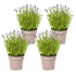 Lavandula angustifolia (4er - Set) – Echter Lavendel Ø19 cm | Duft & Bienenliebe - Wurzelwerk Design