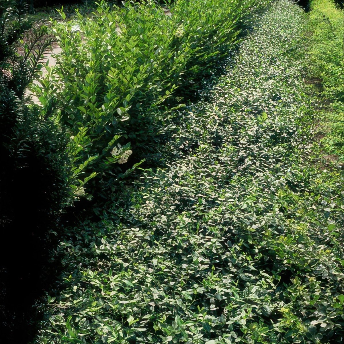 24x Euonymus fortunei radicans - Höhe 10 - 25 cm - Ø 9 cm - Wurzelwerk Design