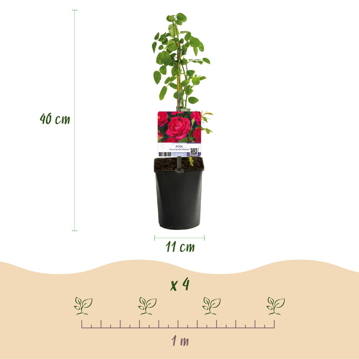 Zwei Everspring Kletterrosen Rosa Paul Scarlet Climber mit roten Blüten, Topf 11cm, Höhe 40cm, wenig Pflege, Thumbnail-Ansicht