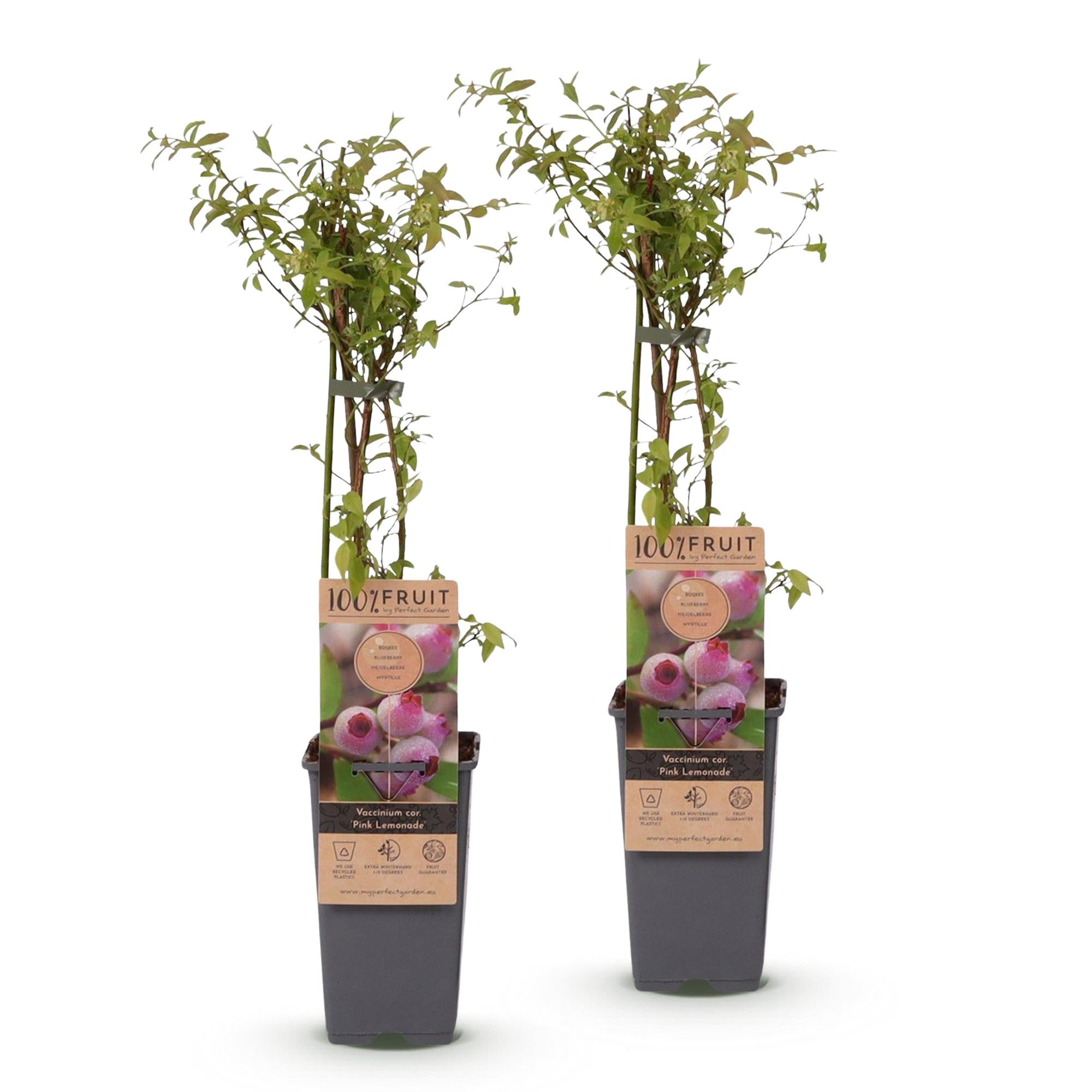 Everspring Rosa Heidelbeere Vaccinium corymbosum &