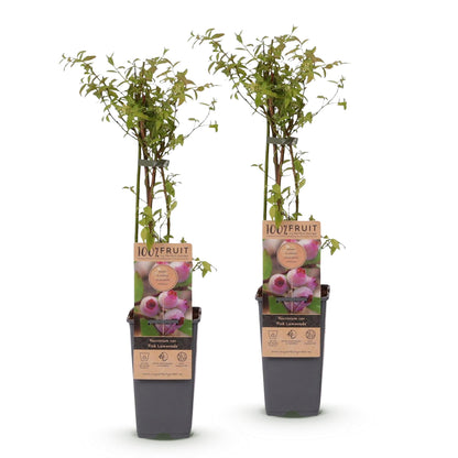 Everspring Rosa Heidelbeere Vaccinium corymbosum &