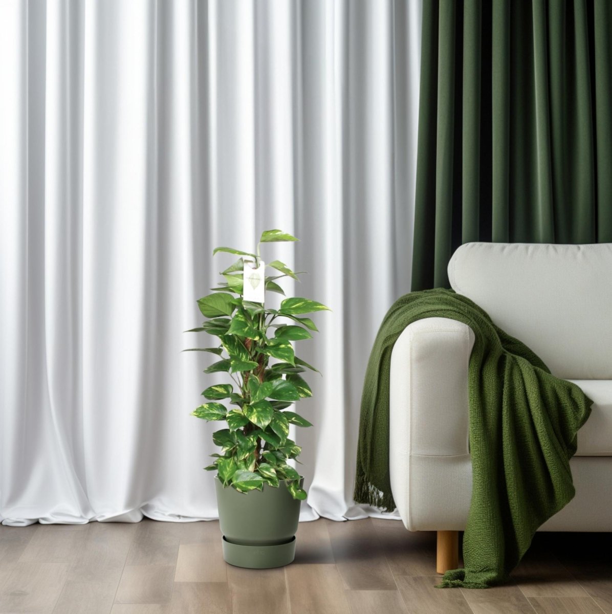 Epipremnum Pinnatum Mosstok 80cm Scindapsus - Ø19cm - ↕80cm - Wurzelwerk Design