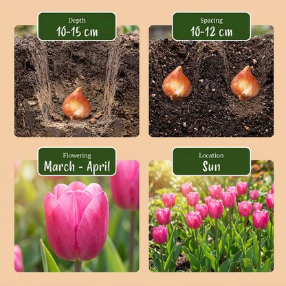 Triumph-Tulpe Rosa – Tulipa online kaufen | 30 bis 120 Blumenzwiebeln, standfest &amp; langstielig – Wurzelwerk Design
