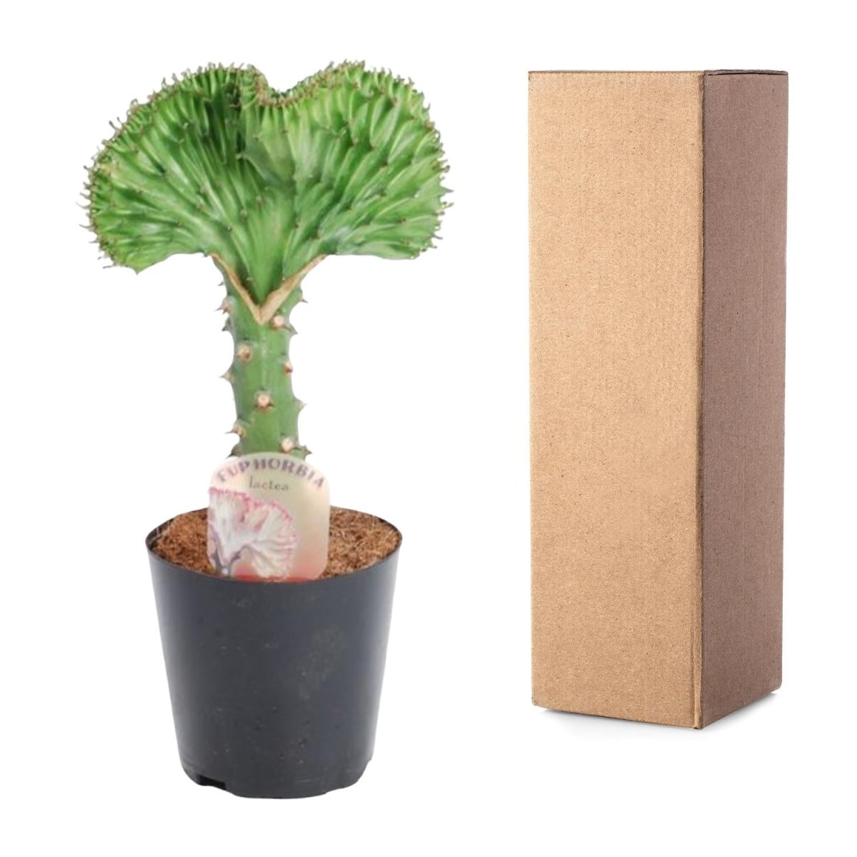 Euphorbia lactea Cristata grün - 30 cm - Ø 10,5 cm - Wurzelwerk Design