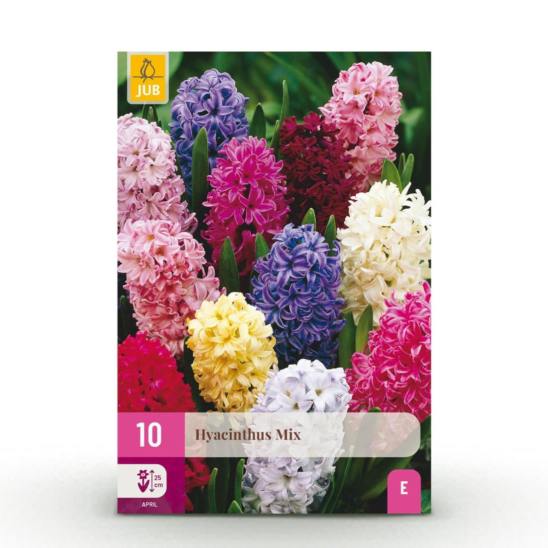 Blumenzwiebeln Hyazinthenmix | 10 Stück Bunte Farben – Zwiebelgröße 14/15 – XXL Pack - Wurzelwerk Design