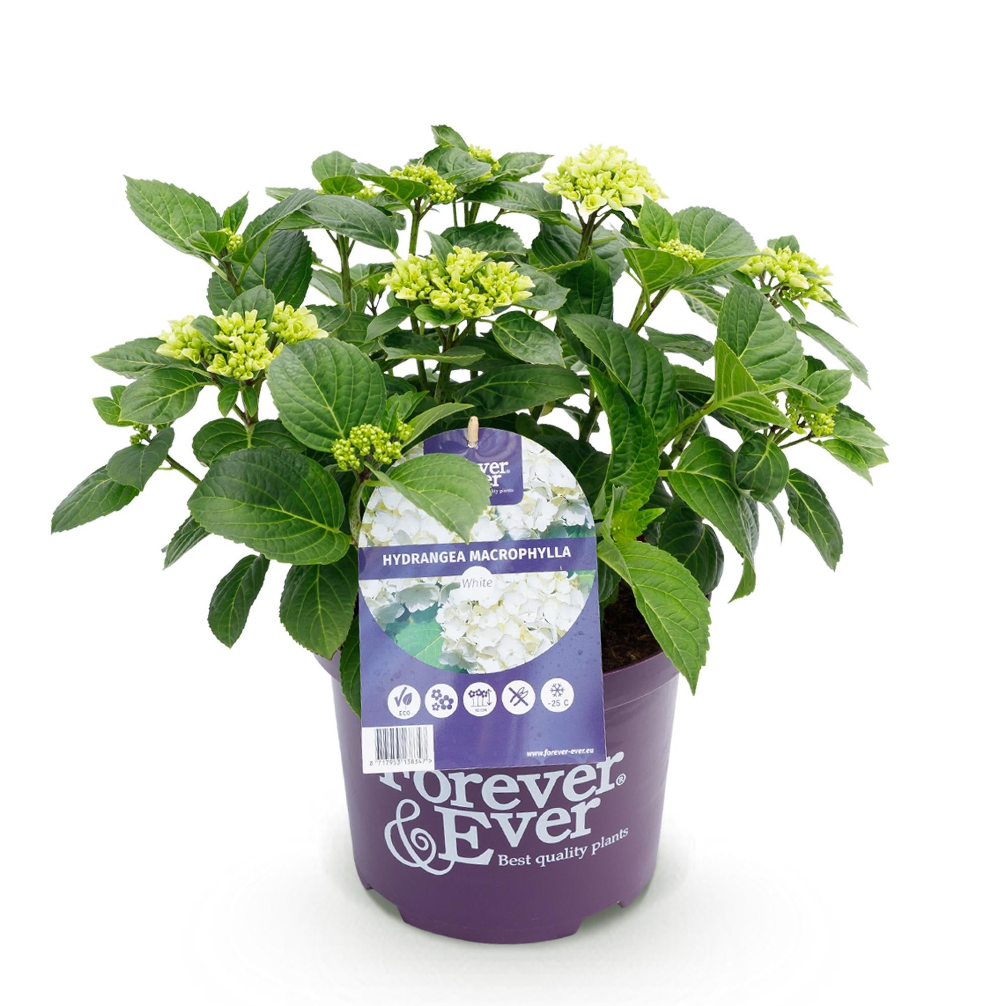 Hortensie - Hydrangea Forever &amp; Ever - Weiß - 7-12 Blüten - Topf 23cm Höhe 55cm