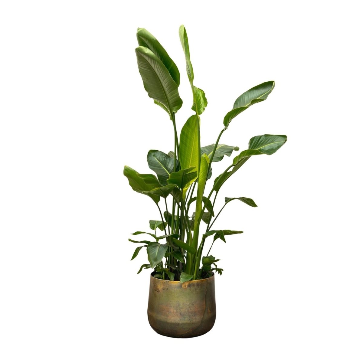 Strelitzia Augusta XL - XXXL – Exotischer Weißer Paradiesvogel - Wurzelwerk Design