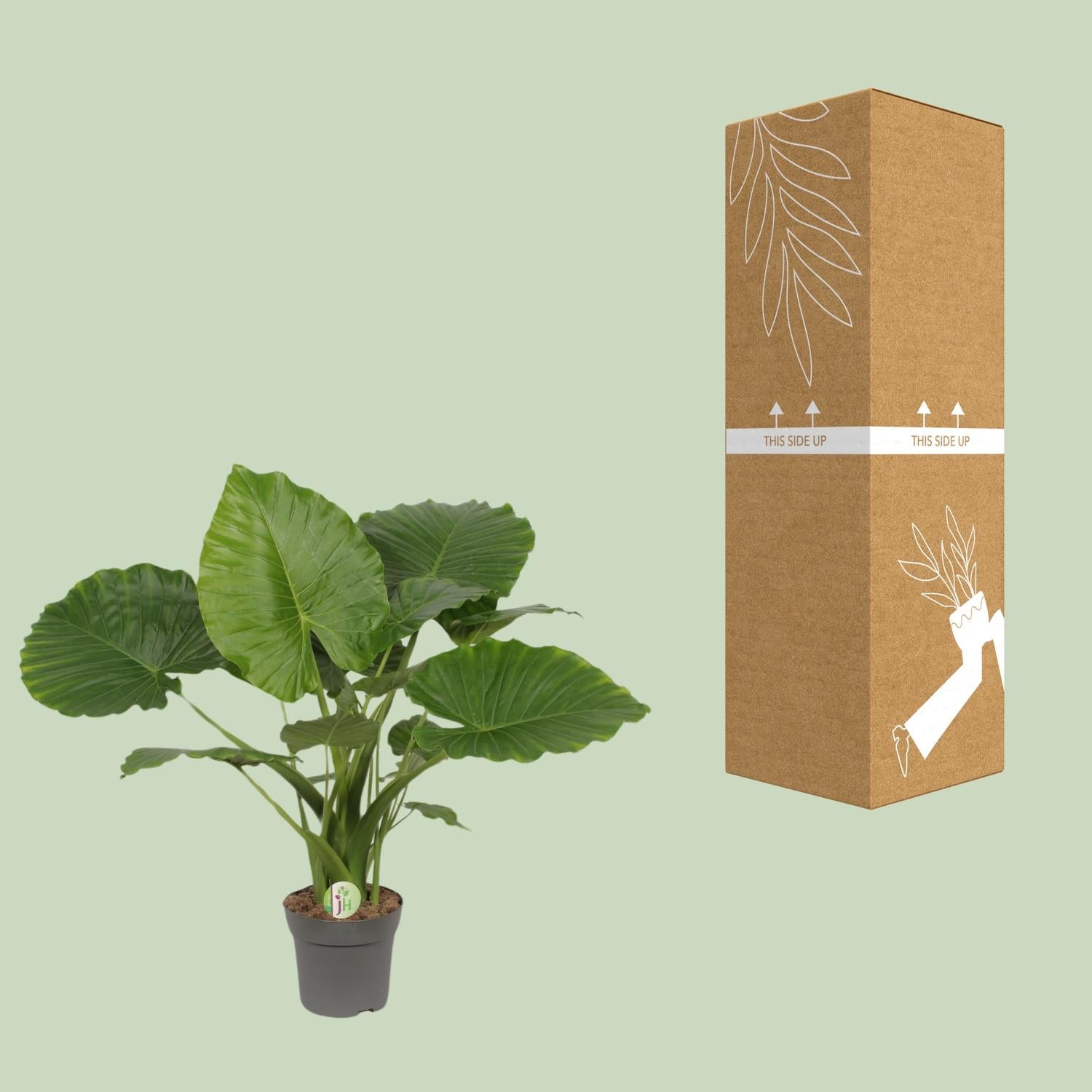 Alocasia Gageana California Pflanze in Topf, Everspring, mit großen grünen Blättern, Höhe ca. 80 cm, Durchmesser 21 cm