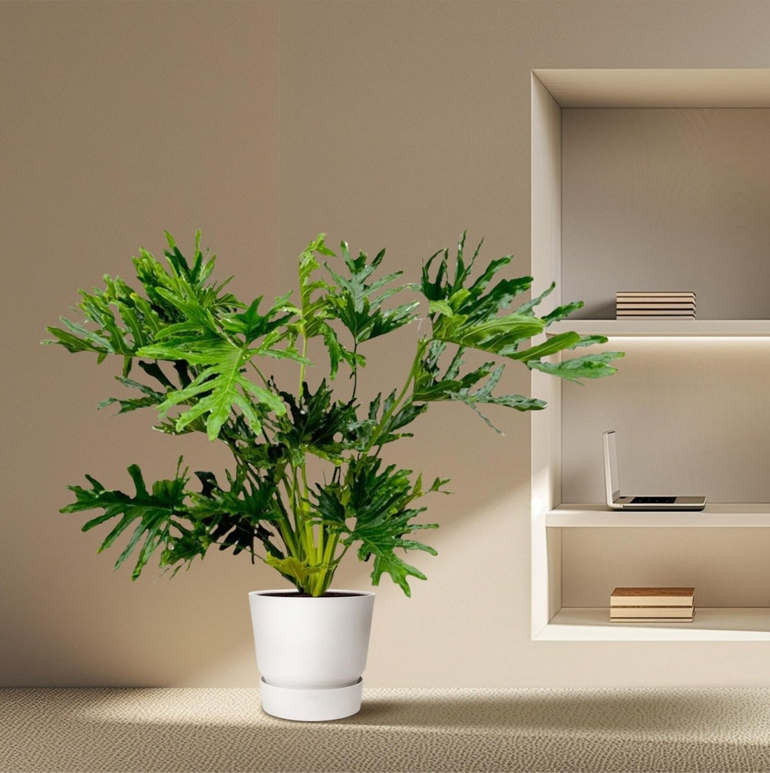 Philodendron Selloum 100 cm | Baum - Philodendron im Ø27 cm Topf – Tropisch &amp; Pflegeleicht - Wurzelwerk Design