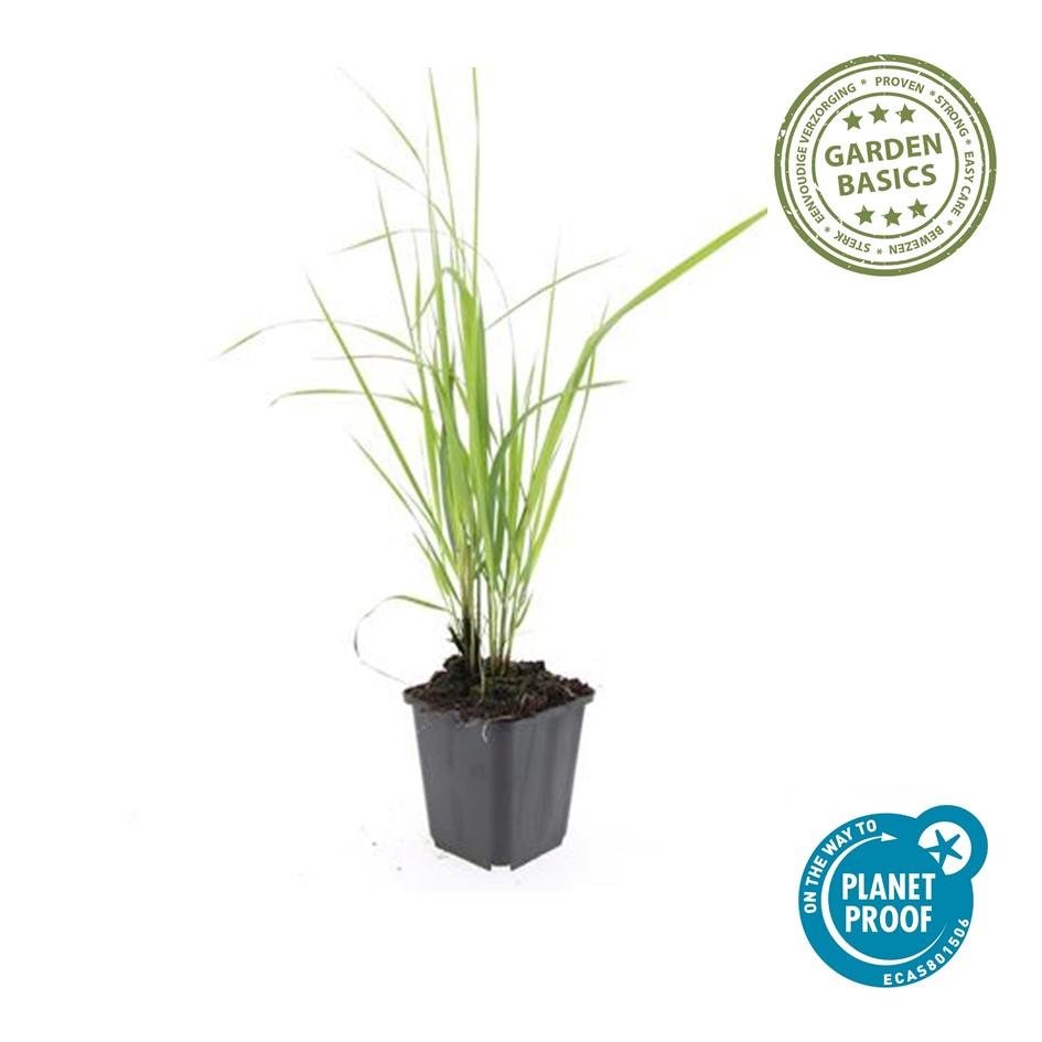 24x Calamagrostis acutiflora ‘Karl Foerster’ – Garten - Reitgras für moderne &amp; naturnahe Gärten – Höhe 10–25 cm – Ø 9 cm - Wurzelwerk Design