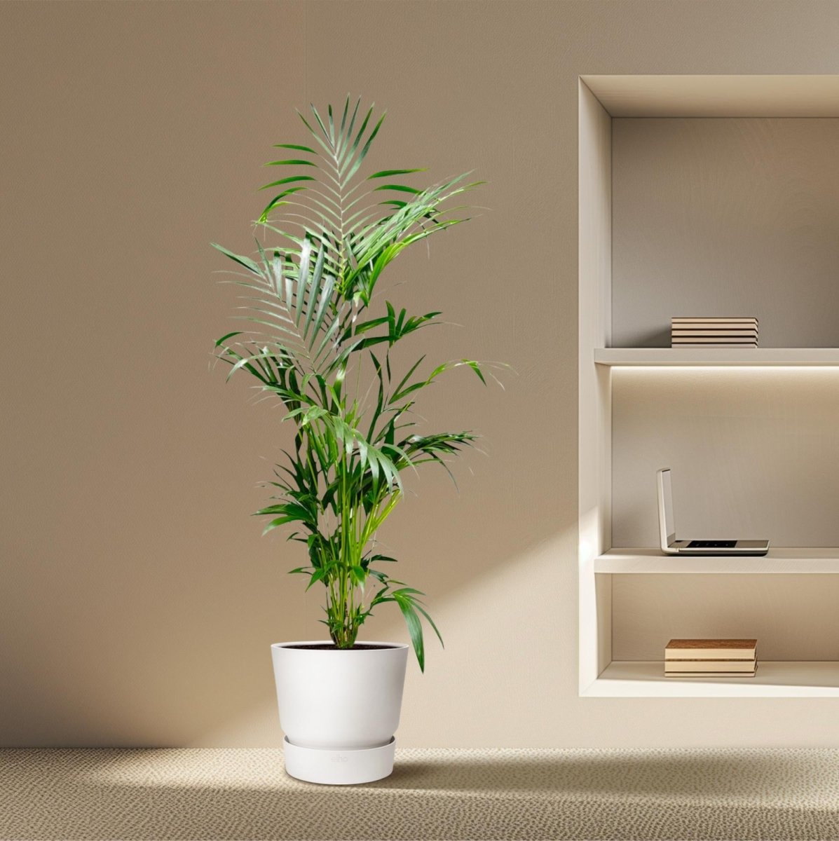 Kentia Palme kaufen – Howea forsteriana 70–260 cm | Zimmerpalme - Wurzelwerk Design