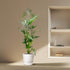 Kentia Palme kaufen – Howea forsteriana 70–260 cm | Zimmerpalme - Wurzelwerk Design