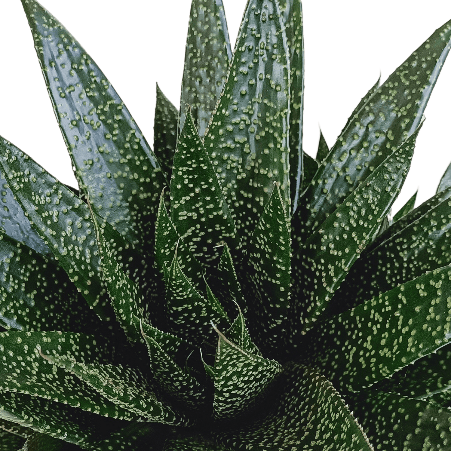 Große Gasteria Sukkulente von Everspring, grüne Pflanze mit dicken, fleischigen Blättern, Durchmesser ca. 17 cm.