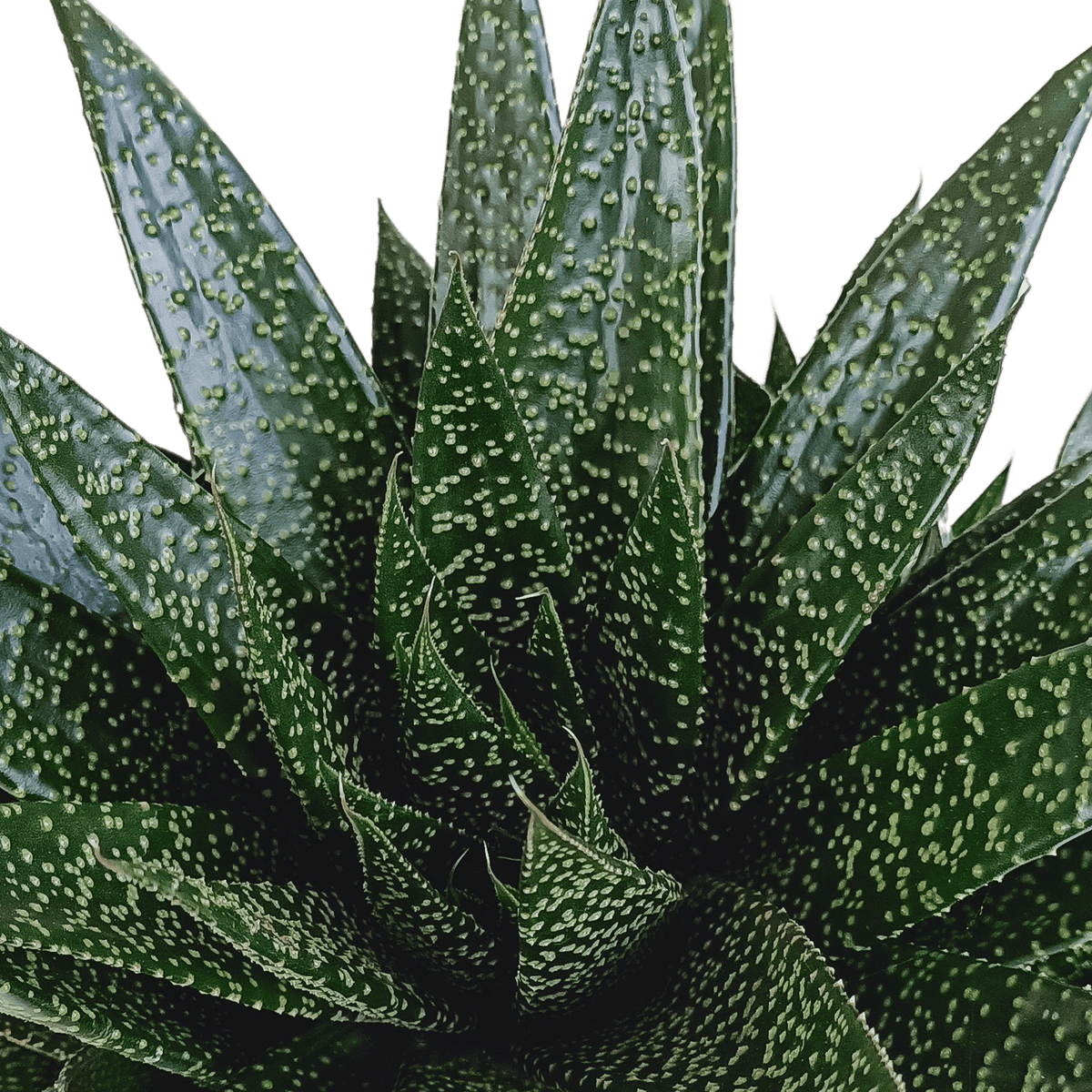 Große Gasteria Sukkulente von Everspring, grüne Pflanze mit dicken, fleischigen Blättern, Durchmesser ca. 17 cm.