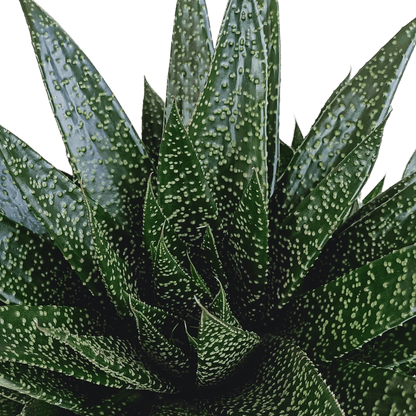 Große Gasteria Sukkulente von Everspring, grüne Pflanze mit dicken, fleischigen Blättern, Durchmesser ca. 17 cm.