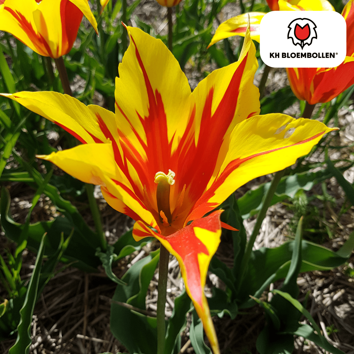 Tulpenzwiebeln Fire Wings – 20er - Pack | Papageien - Tulpe - Wurzelwerk Design