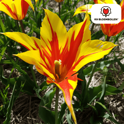 Papageien-Tulpen Fire Wings Zwiebeln, 20er-Pack, Everspring, frische Tulpenzwiebeln für Garten und Balkon, bunt und auffällig