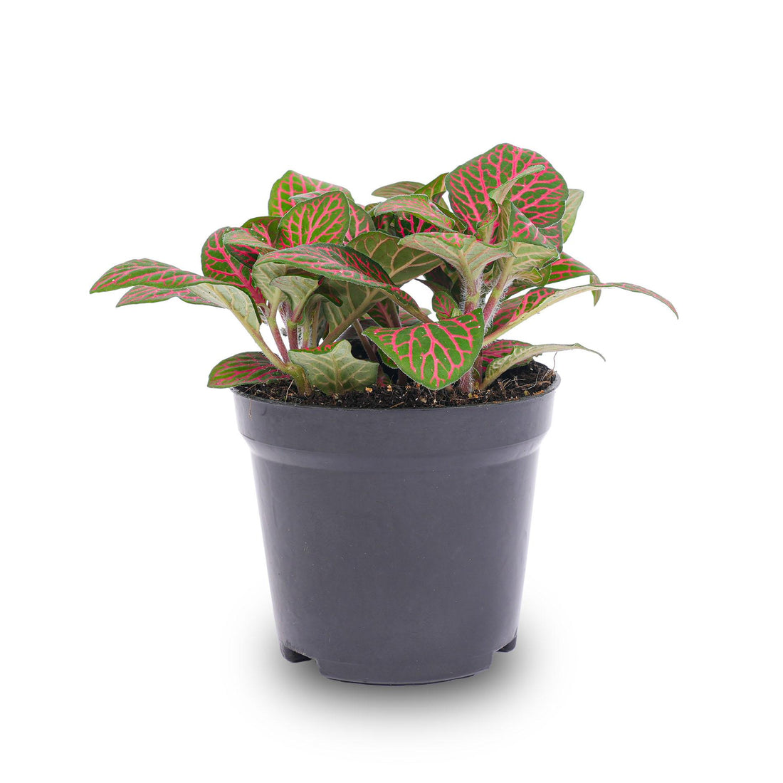 Rote Fittonia Mosaikpflanze im 8cm Topf, Everspring, grüne und rote Blätter, dekorative Zimmerpflanze, Nahaufnahme