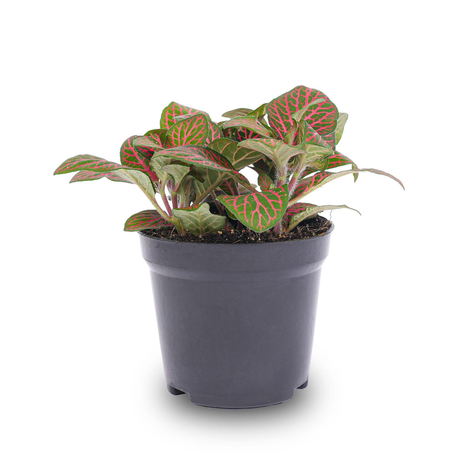 Rote Fittonia Mosaikpflanze im 8cm Topf, Everspring, grüne und rote Blätter, dekorative Zimmerpflanze, Nahaufnahme