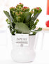 Rote Kalanchoe in weißer Everspring Pflanzenvase P&PURE, Durchmesser 12 cm, Höhe 27 cm, auf weißem Hintergrund.