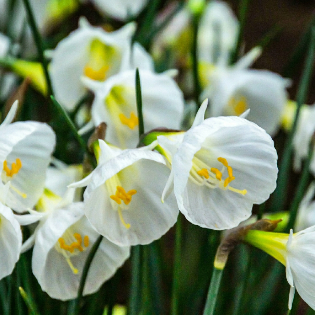 Reifrock-Narzisse Weiß – Narcissus bulbocodium online kaufen | 20 bis 160 Blumenzwiebeln, zierlich &amp; ungewöhnlich – Wurzelwerk Design