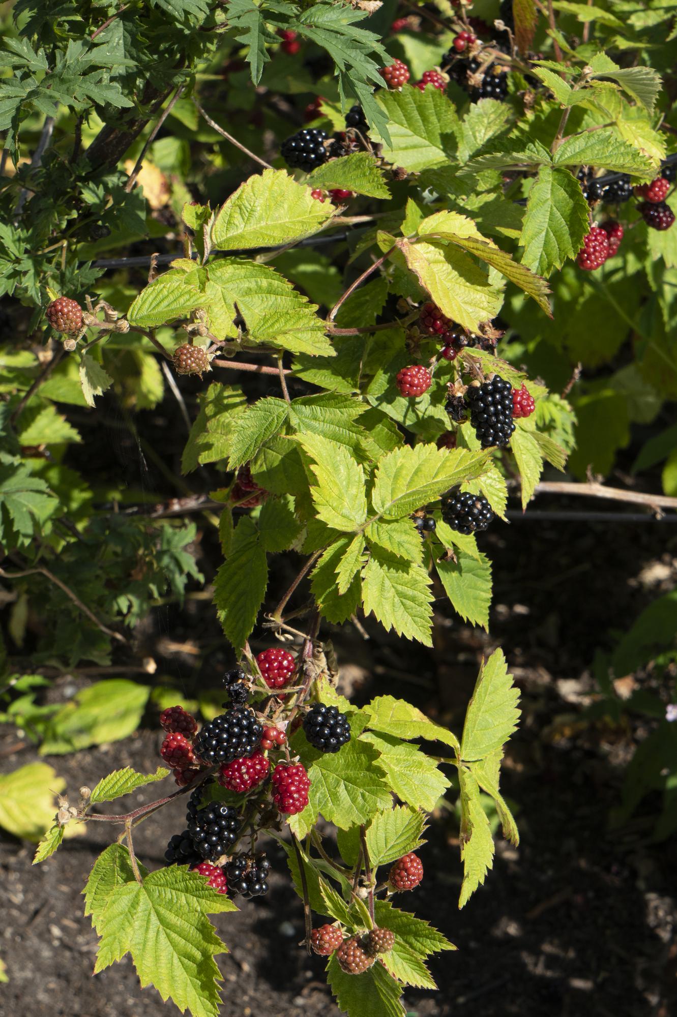 Dornenlose Brombeere Rubus fruticosus &