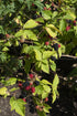 Dornenlose Brombeere Rubus fruticosus &