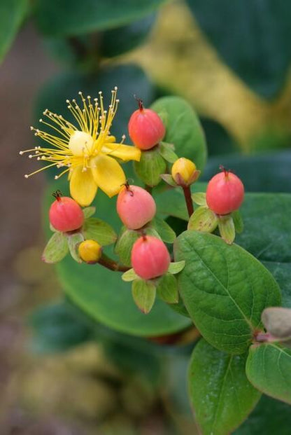 Sechs Hypericum inodorum &
