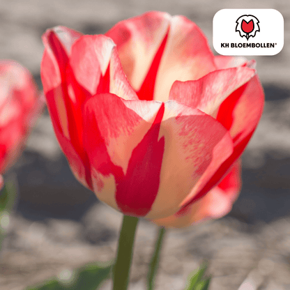 Frische Tulpenzwiebeln Spring Break von Everspring, farbenfrohes 20er-Pack für Frühlingsgarten, in der Verpackung sichtbar