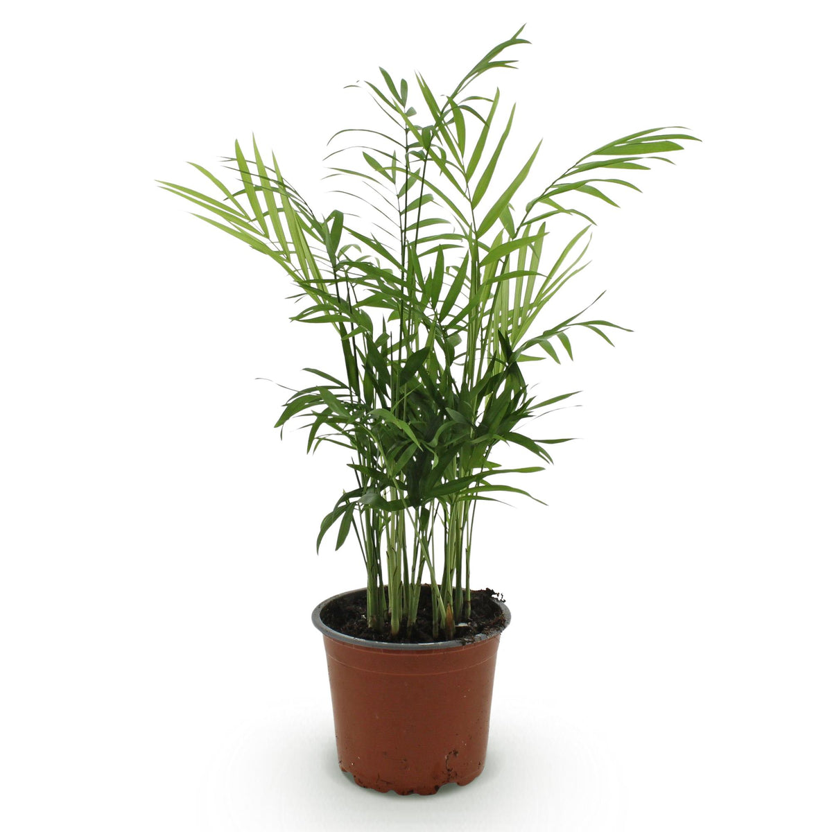Chamaedorea elegans Goldpalme in einem 12cm Topf, etwa 15cm hoch, Everspring, grüne Blätter, Zimmerpflanze