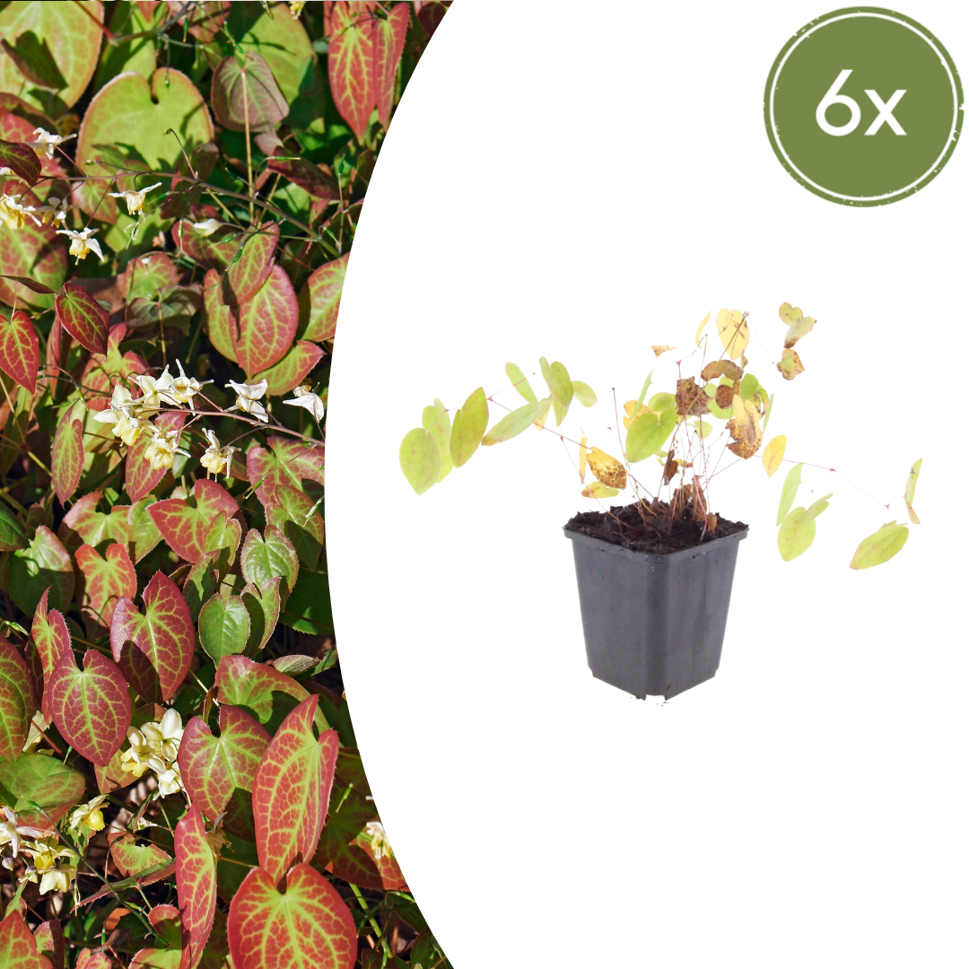 Sechs Everspring Epimedium y. &
