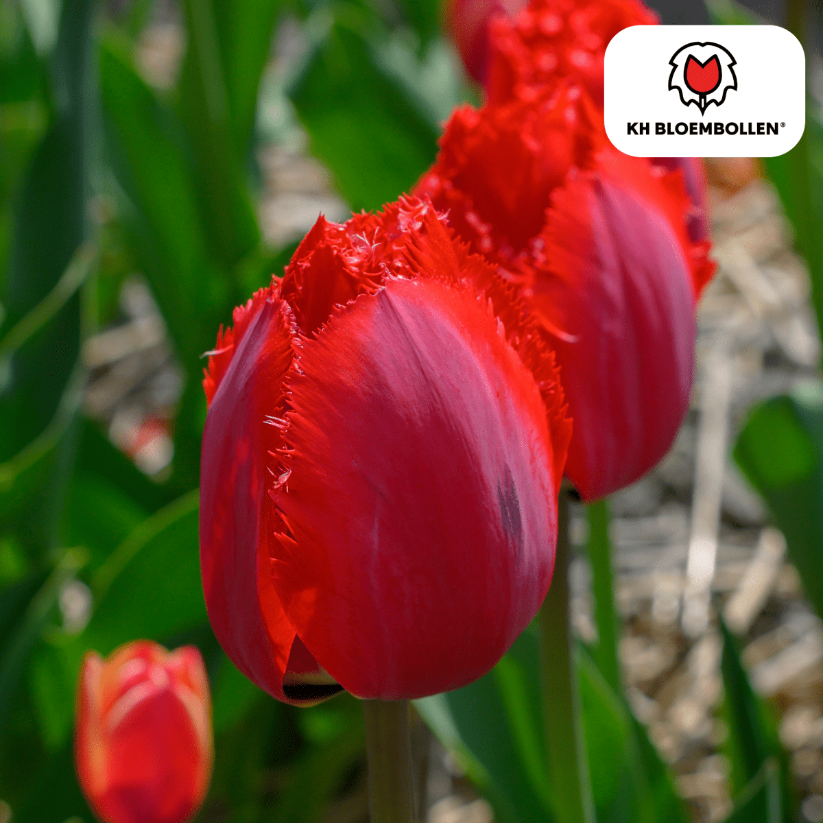 Tulpenzwiebeln Masterpeace – 20er - Pack | Intensiv &amp; edel - Wurzelwerk Design