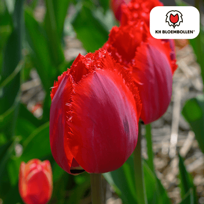 Tulpenzwiebeln Masterpeace – 20er - Pack | Intensiv &amp; edel - Wurzelwerk Design