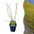 Cornus alba Flaviramea Pflanze mit grünen Zweigen, laubabwerfend, in Topf, ca. 45 cm hoch, wenig Pflege, Everspring