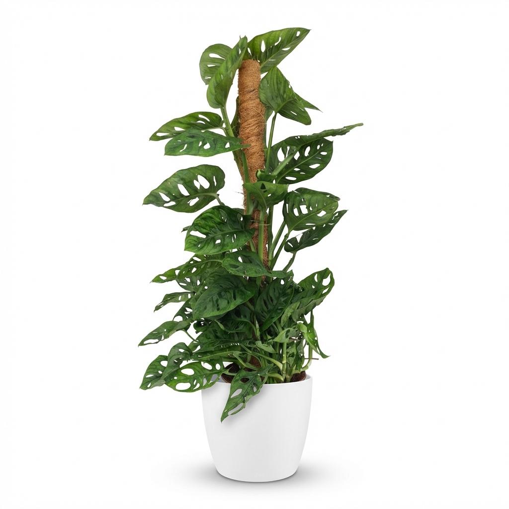 Monstera Adansonii am Moosstab mit weißem Übertopf