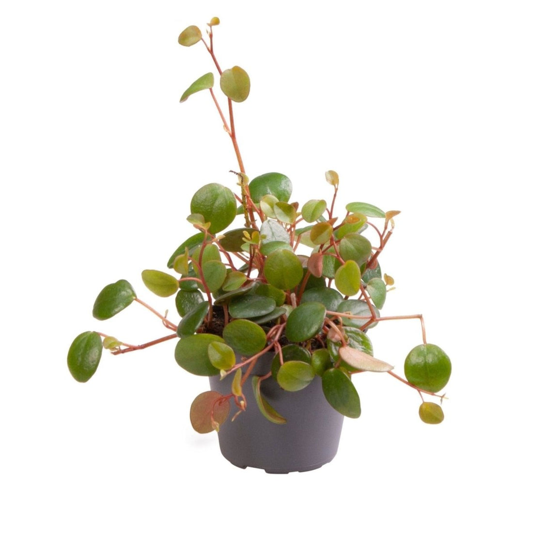 Peperomia &