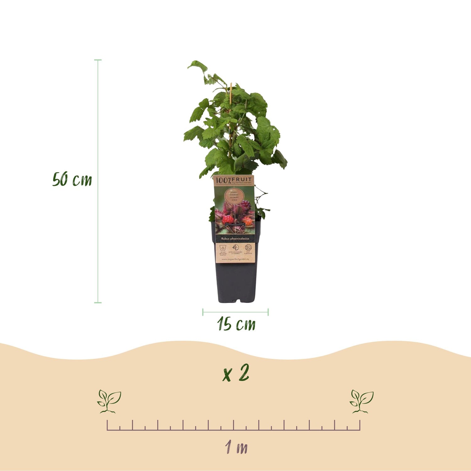 Zwei Japanische Weinbeeren (Rubus phoenicolasius) in 15 cm Töpfen, Everspring, mit grünen Blättern und roten Beeren.