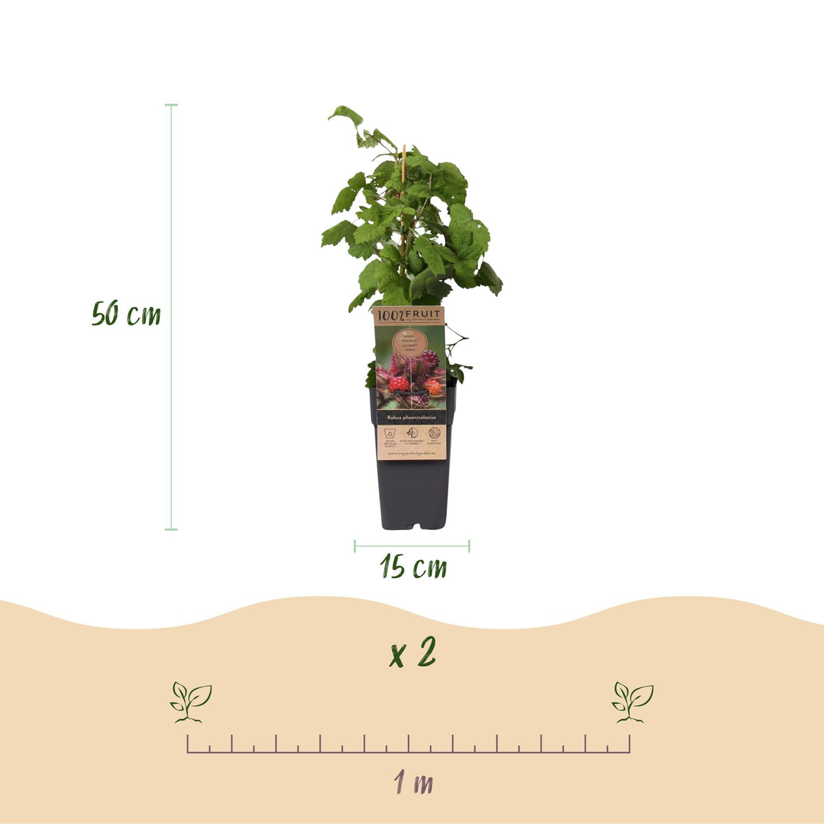 Zwei Japanische Weinbeeren (Rubus phoenicolasius) in 15 cm Töpfen, Everspring, mit grünen Blättern und roten Beeren.
