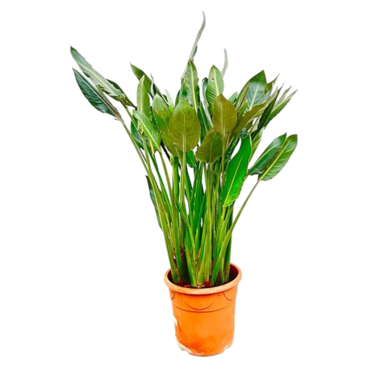 Strelitzia Reginae – Orange Paradiesvogel für Innen &amp; Garten - Wurzelwerk Design