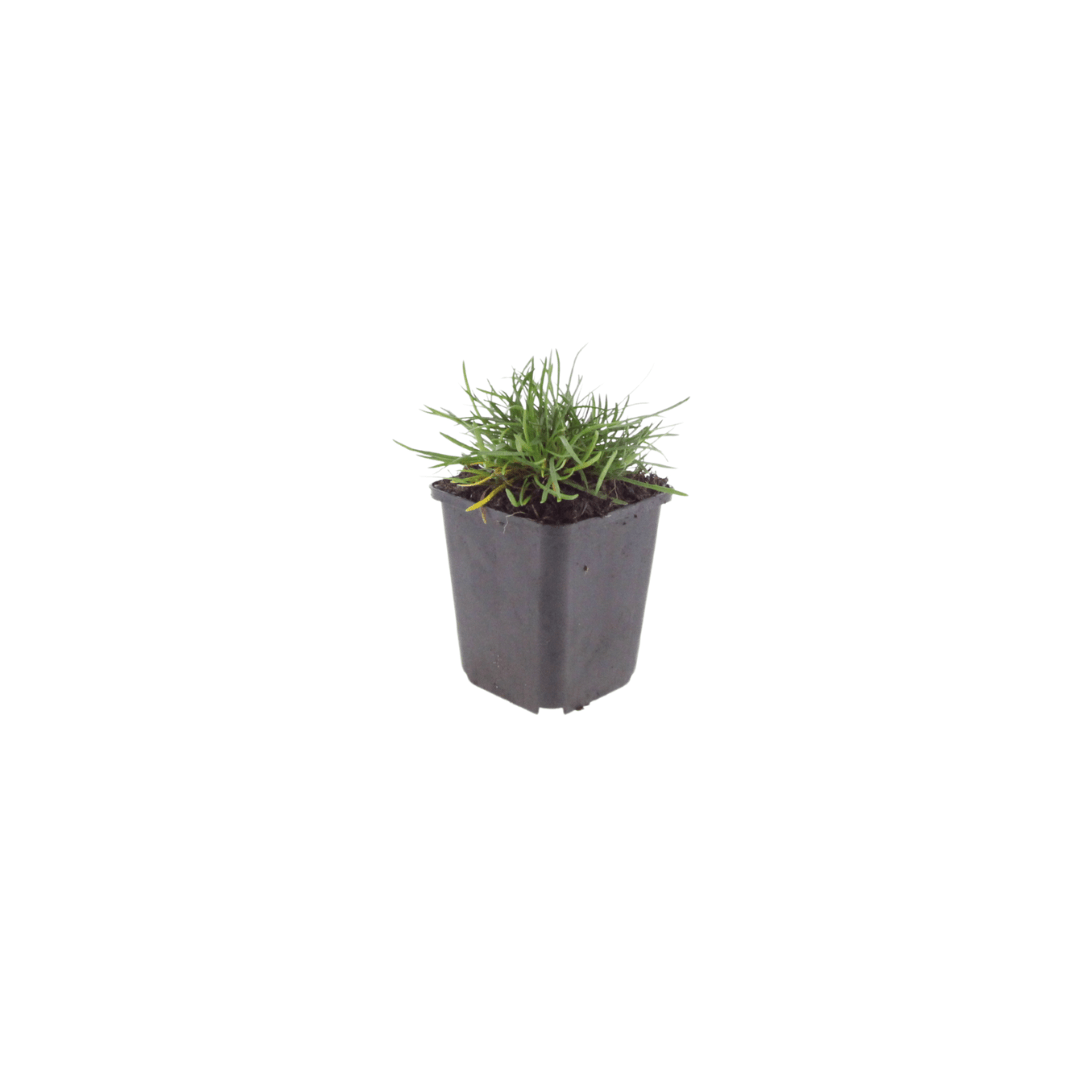 Sechs Armeria &
