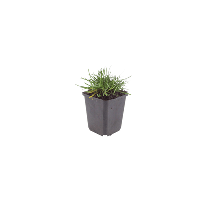 Sechs Armeria &