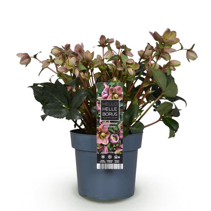 Helleborus &